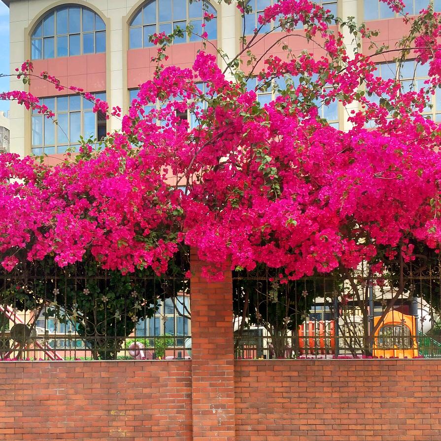 ℳঞᩚ芯想事陳꧔ꦿ᭄💕