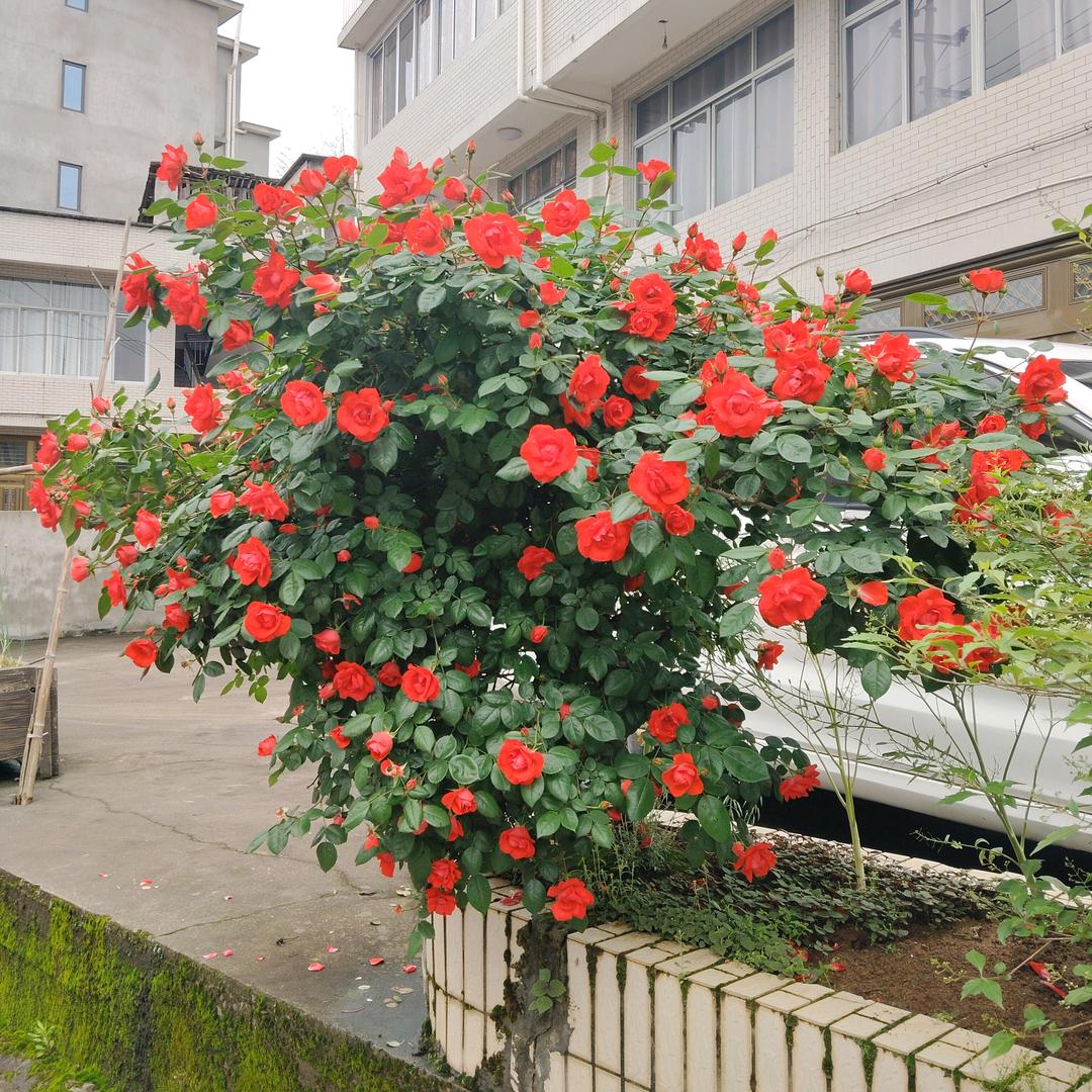 李敏