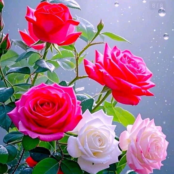 海澜之家，H.L.ZJ