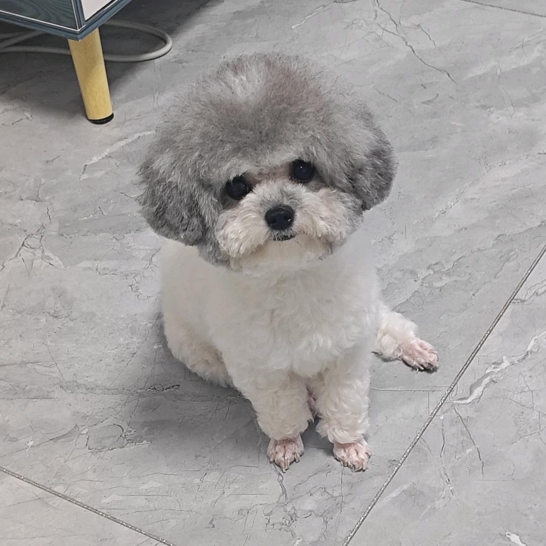 苑小树