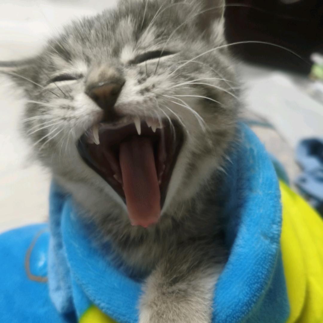 不吃压力先生（驯服小胖之人）