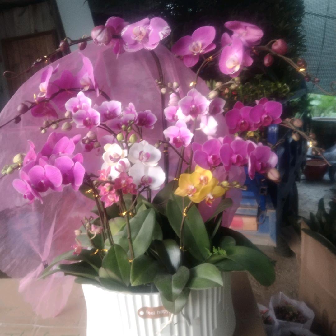 花哥哥