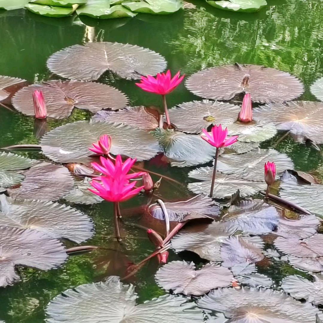 果粒程