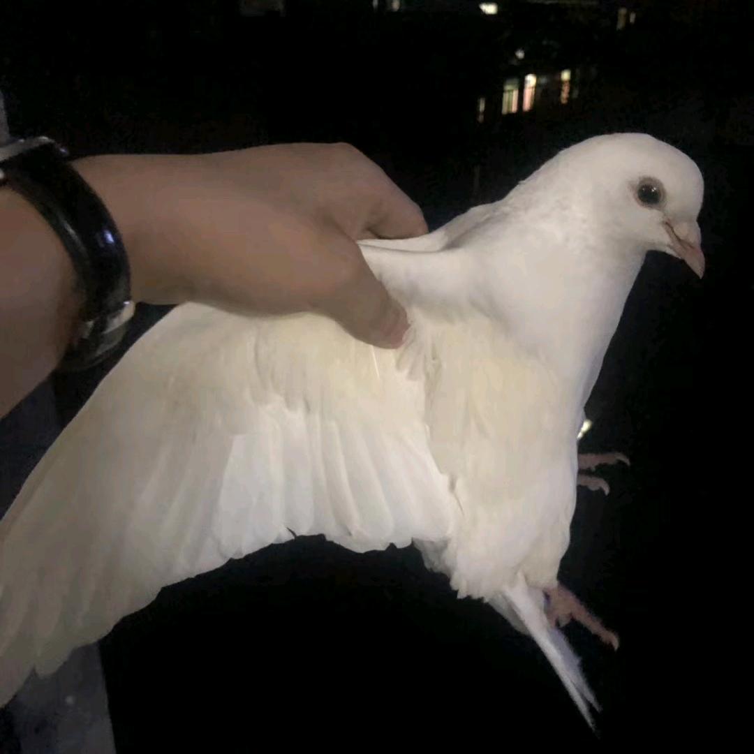 沈百万