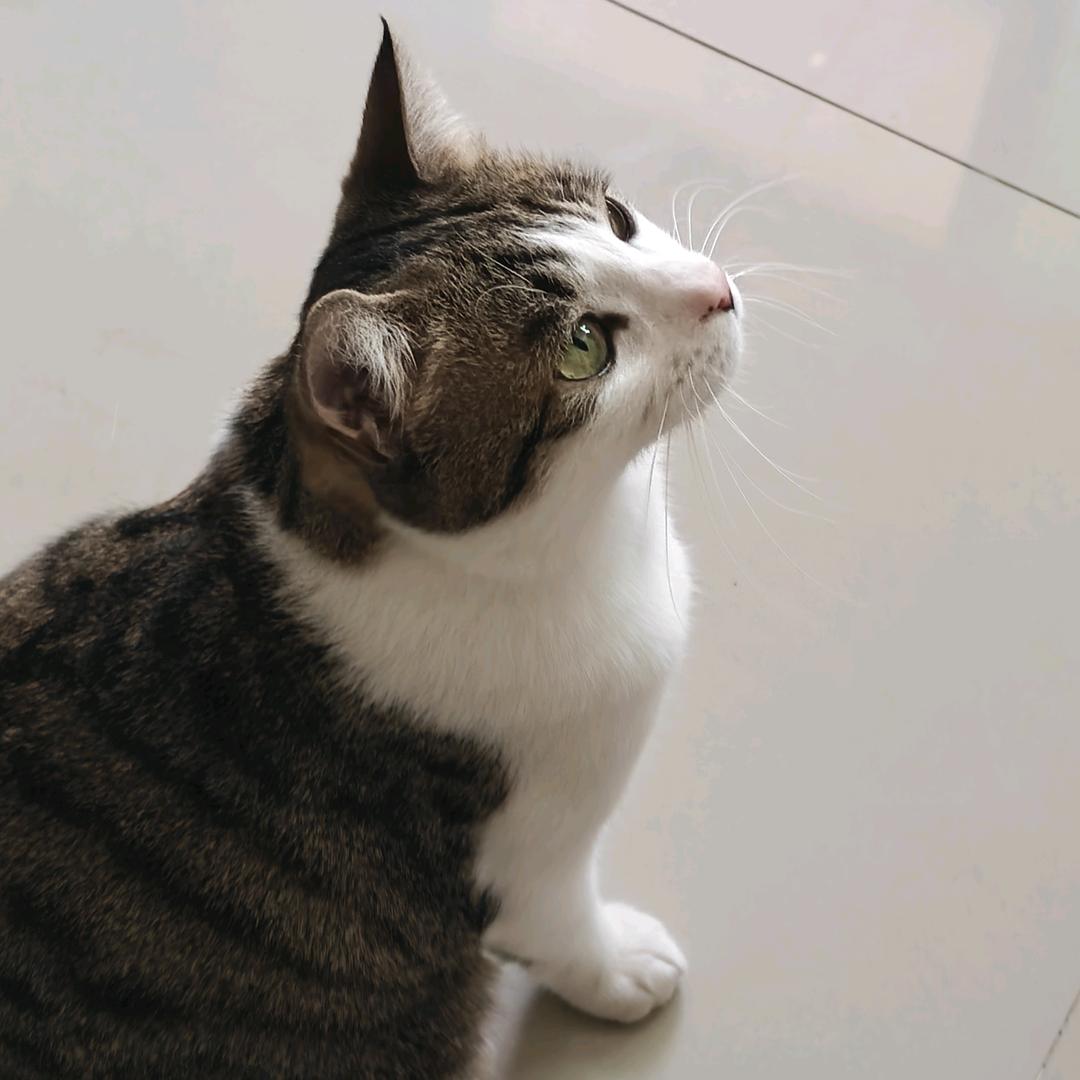 A陆地下沉