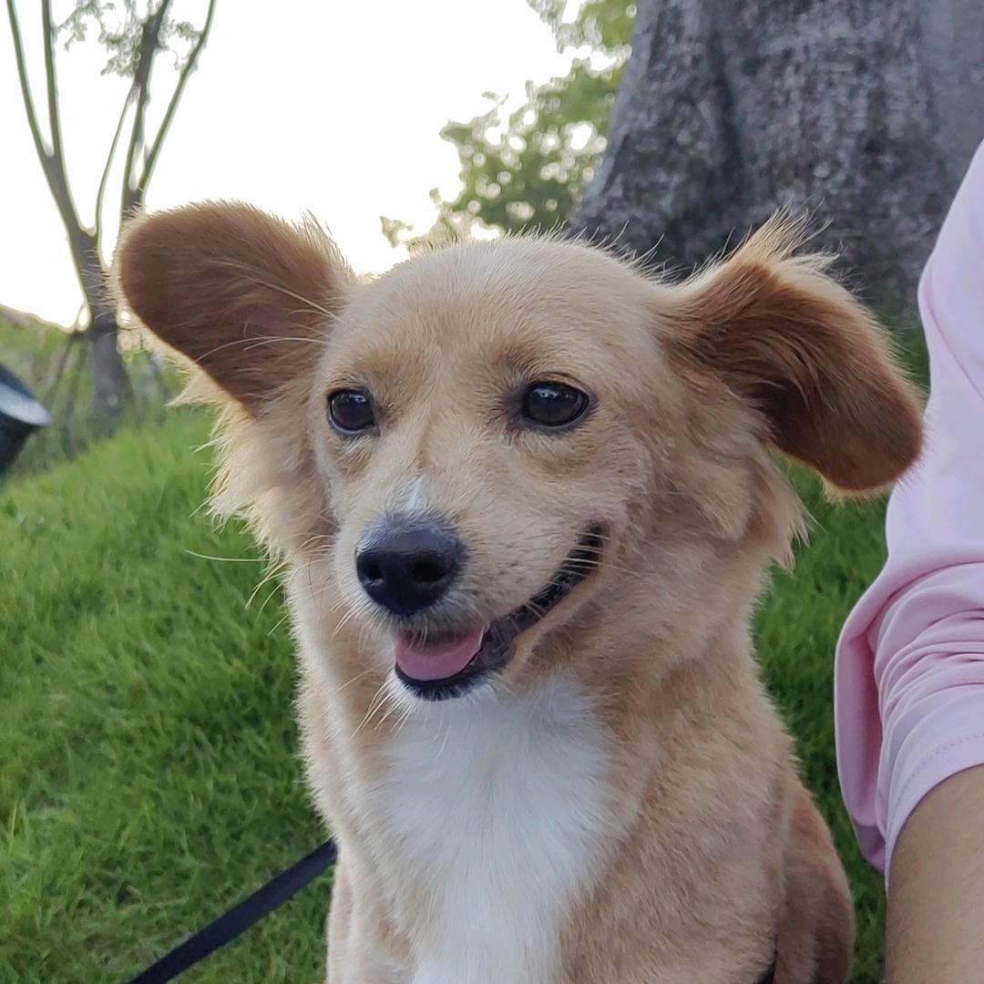 土狗（金子🐶）