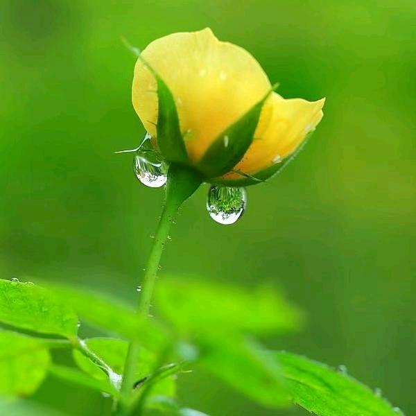 🌹᭄菊花妹🌹᭄ꦿᩚ٭