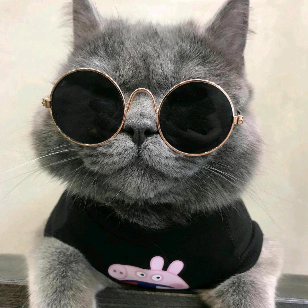 痞猫✘