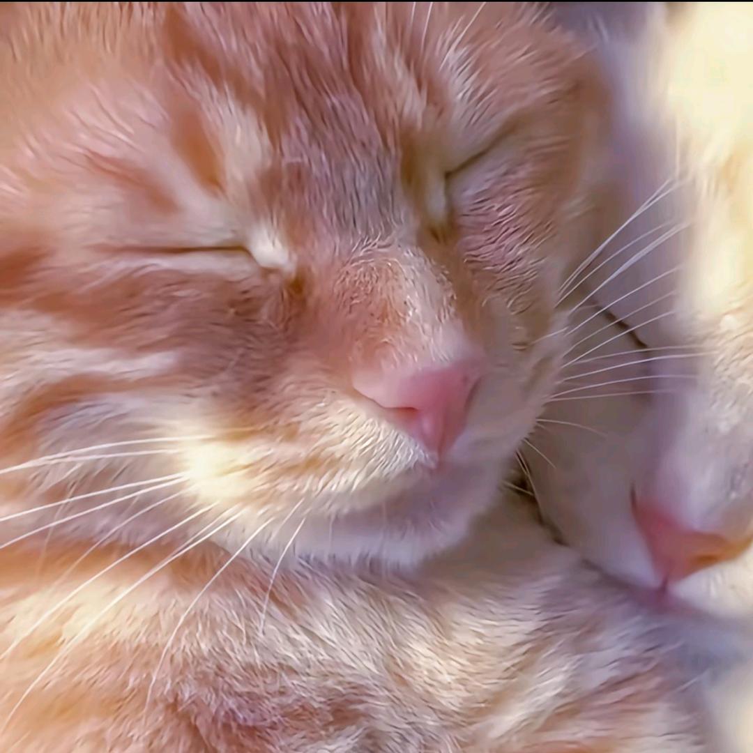 最厚最坏的大蒜