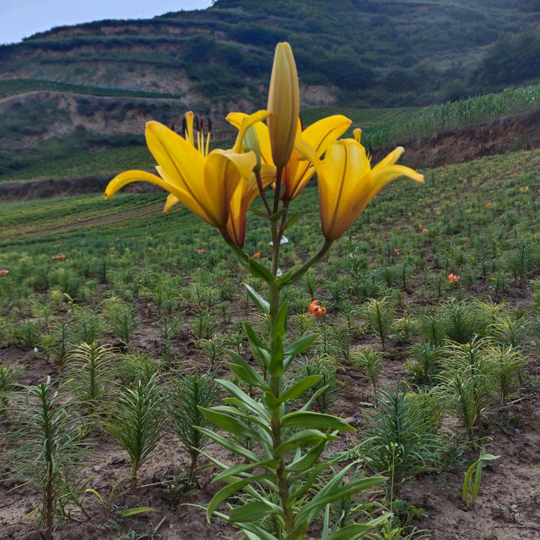 西北浪子拒绝私了