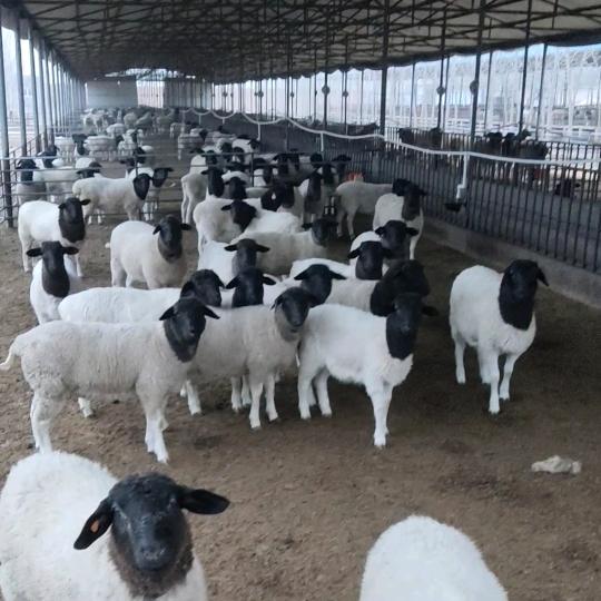 鲁西黑头羊肉馆