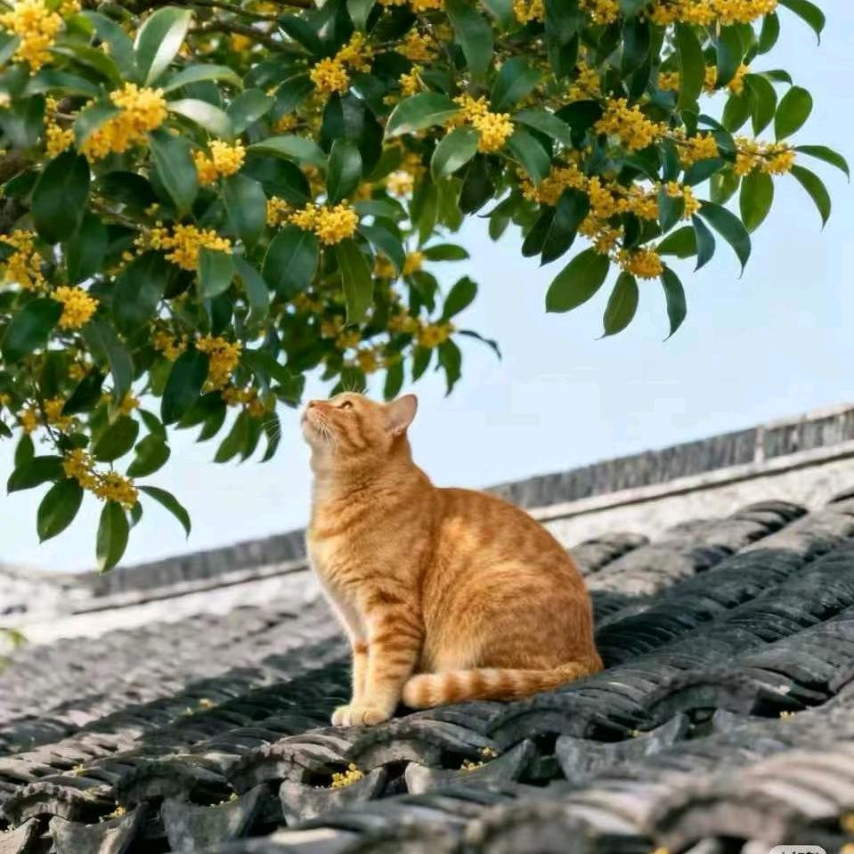 🌻湘儿《橱窗好物推荐》