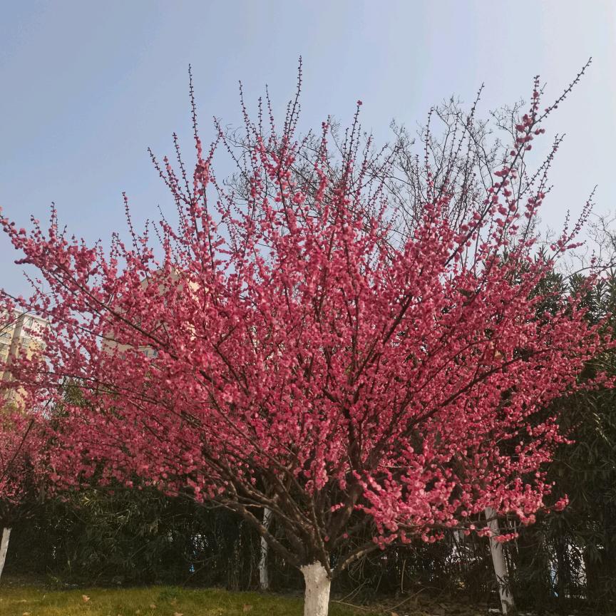 燕燕