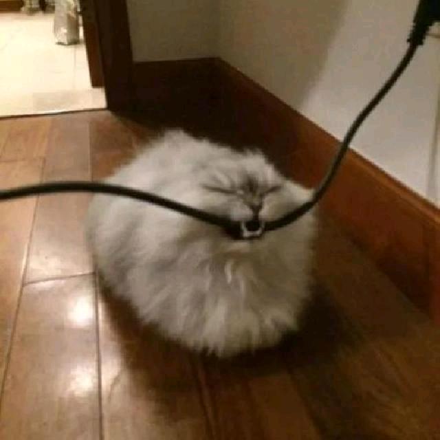 是面条呀
