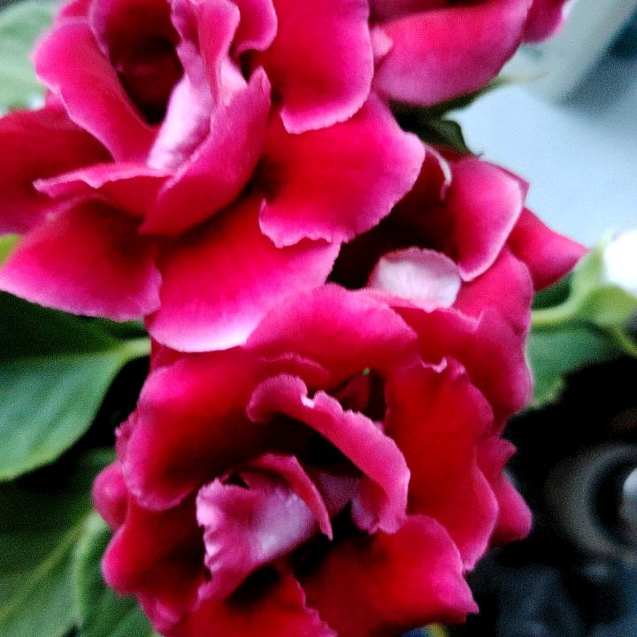 🔥关注我，每天更新热.门短剧和新上映短