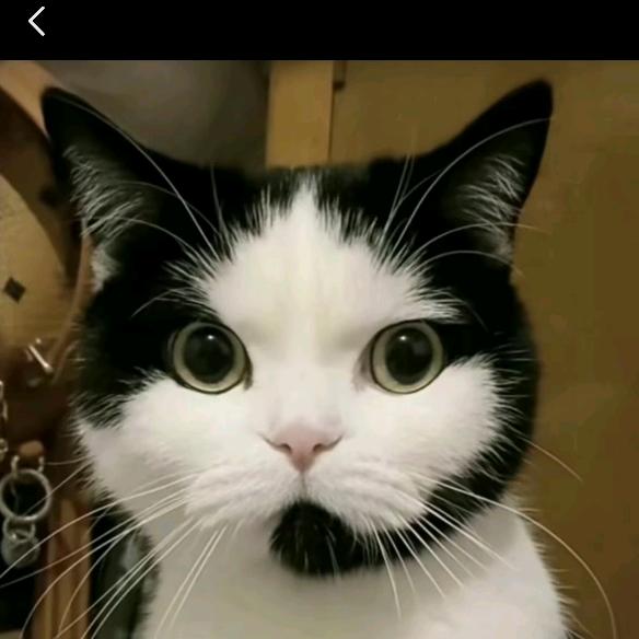 小猫招财