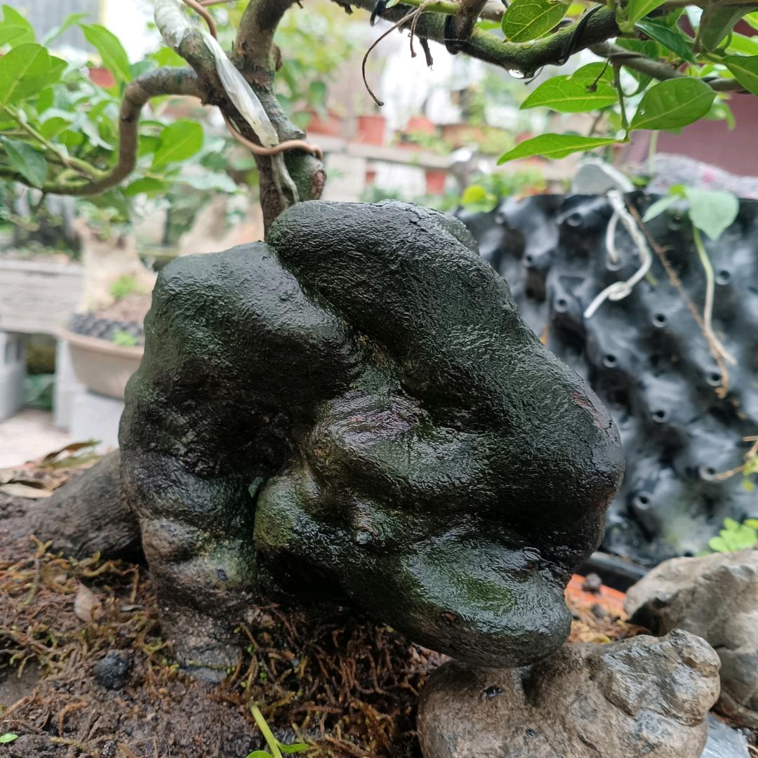 成哥农村生活