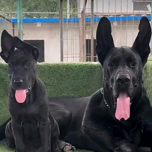 养黑狼犬的小曹