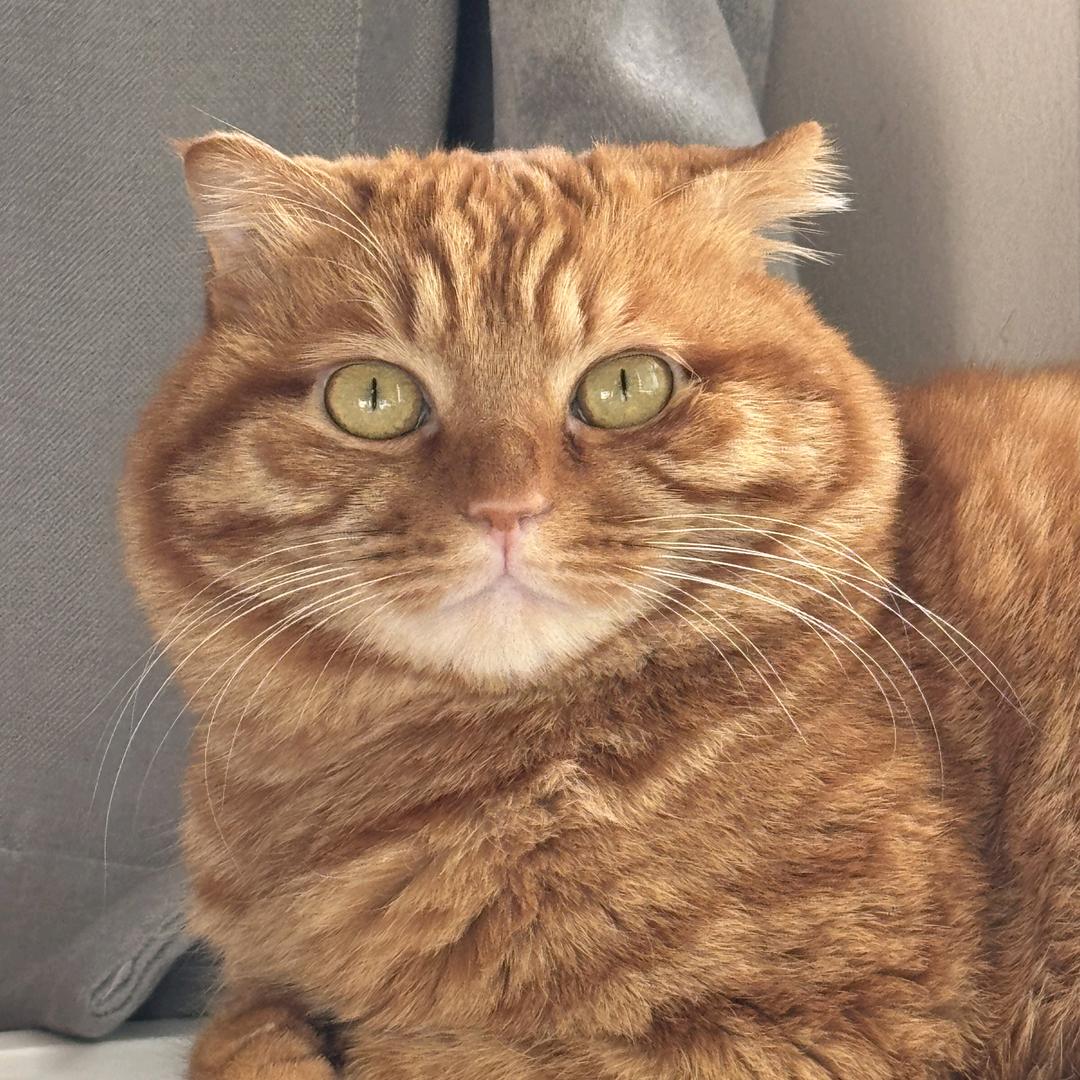 古希腊掌管主播的神🪽