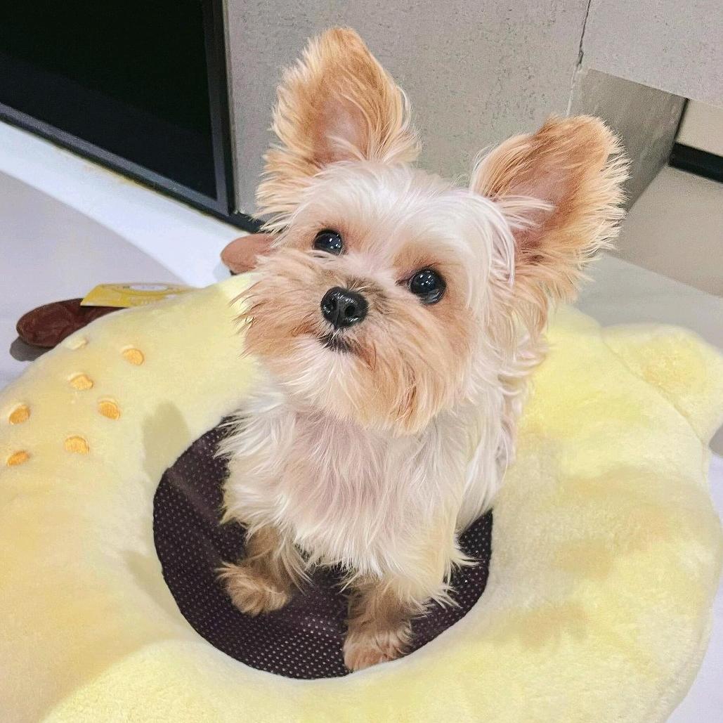 小次猥也有尾巴🍁