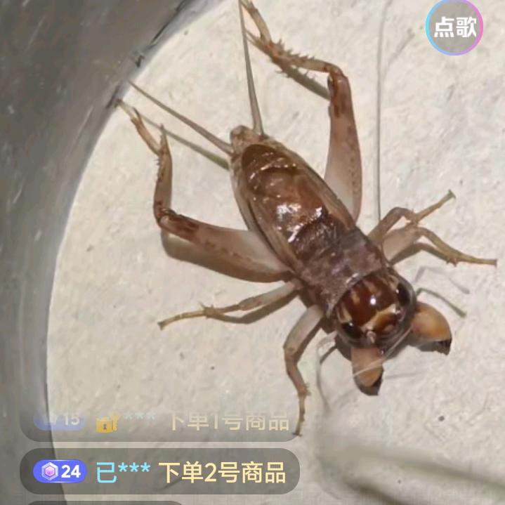 蟋蟀王
