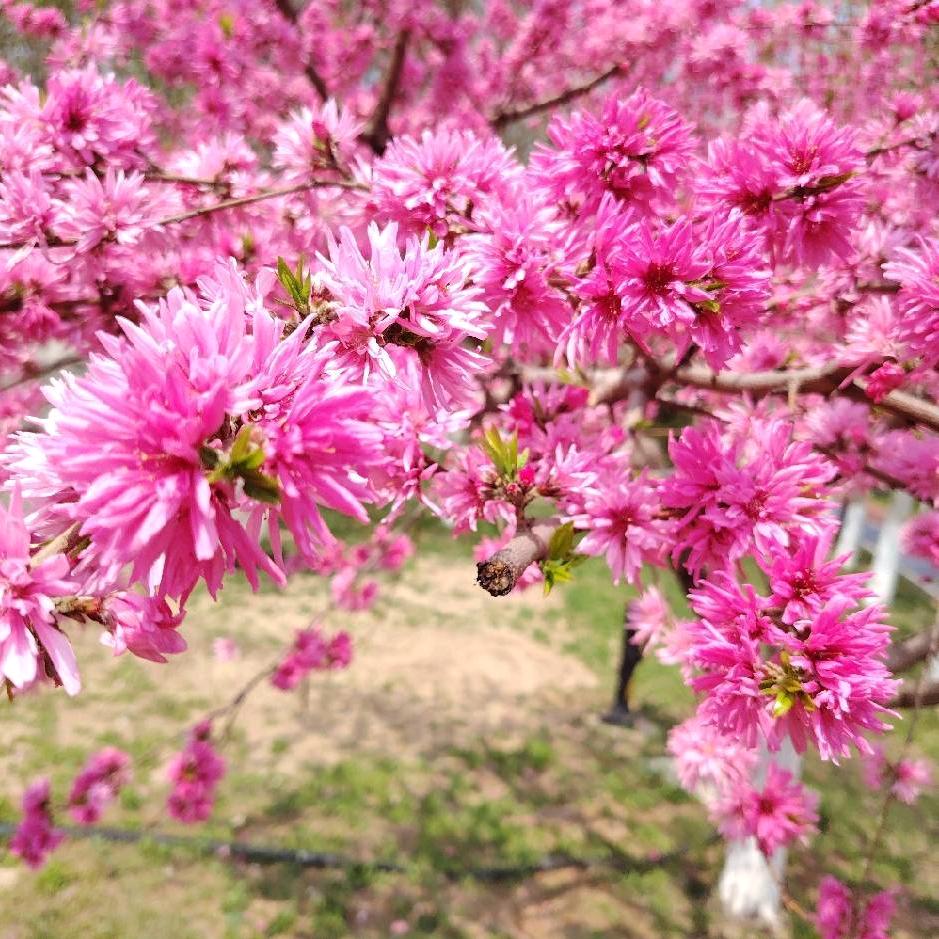 岁月静好