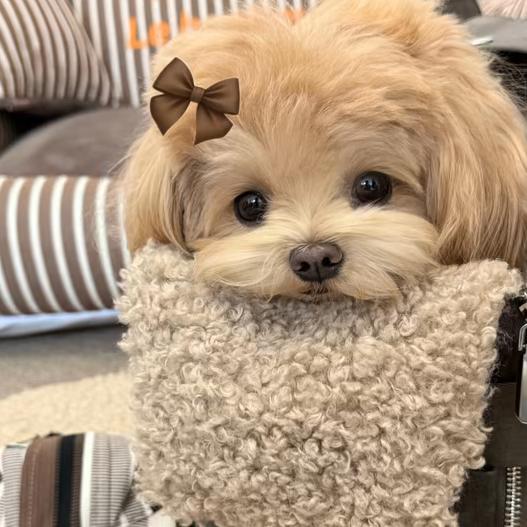 小狗的烦心事💤