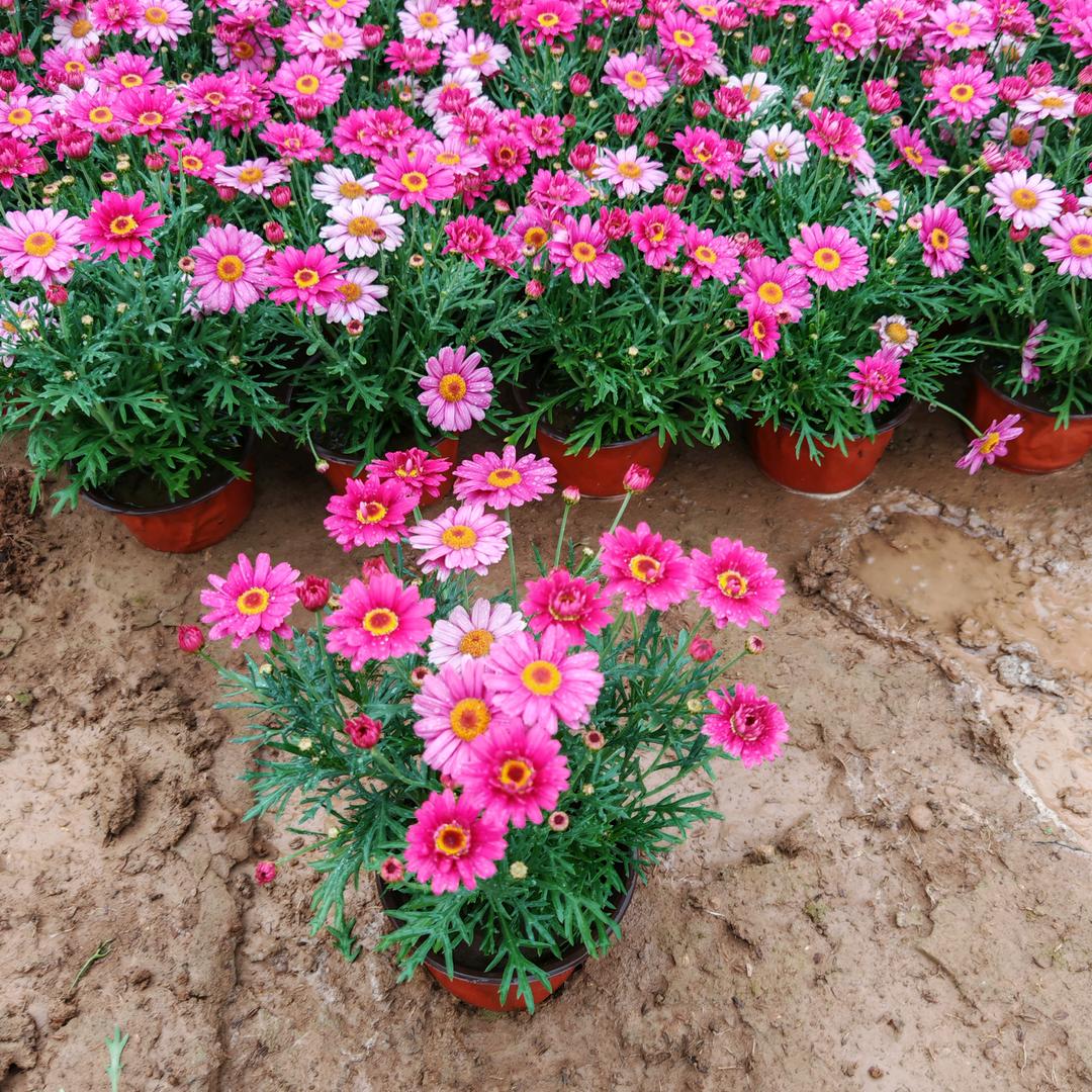 好全花卉