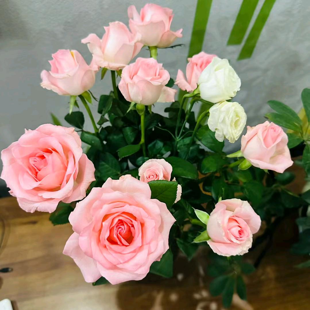 🌈开心麻花🌈