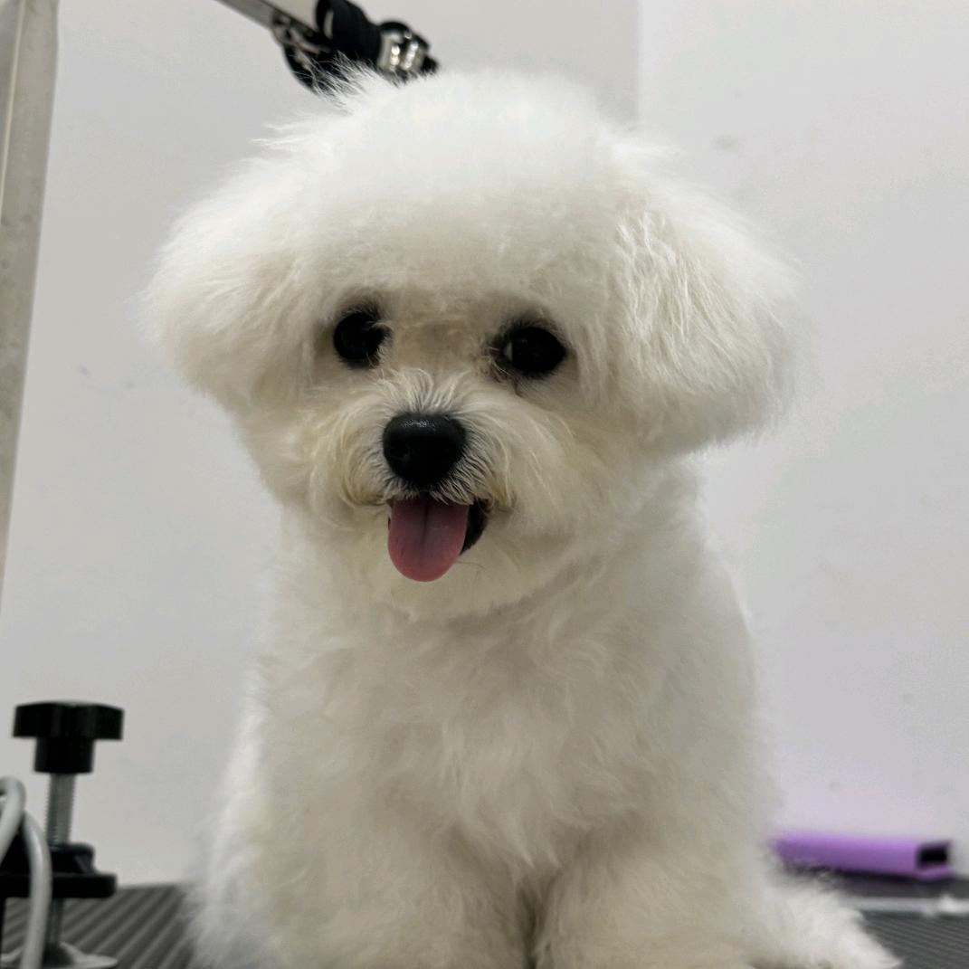 大小便终结者（三只狗萌宠）