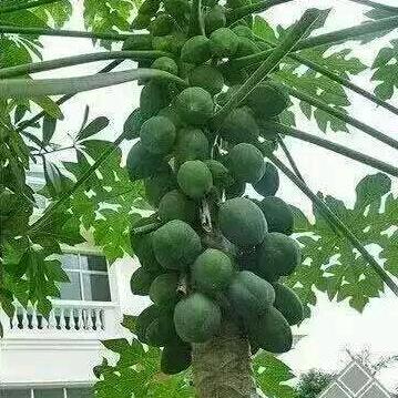 明天更美好
