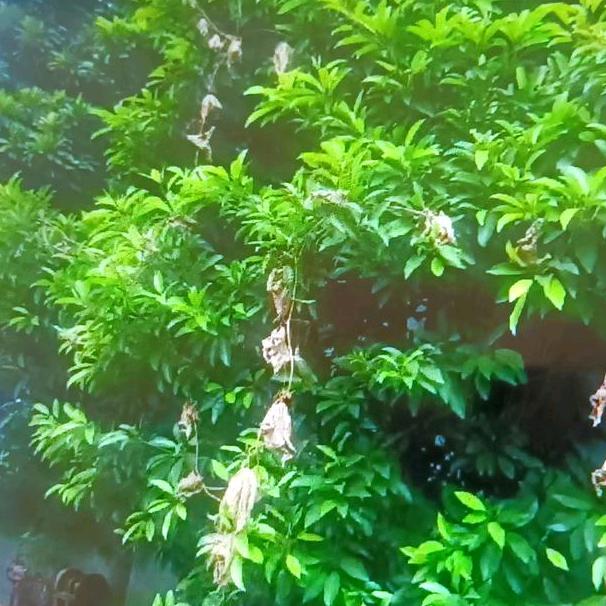 想念人生《飞虎队》