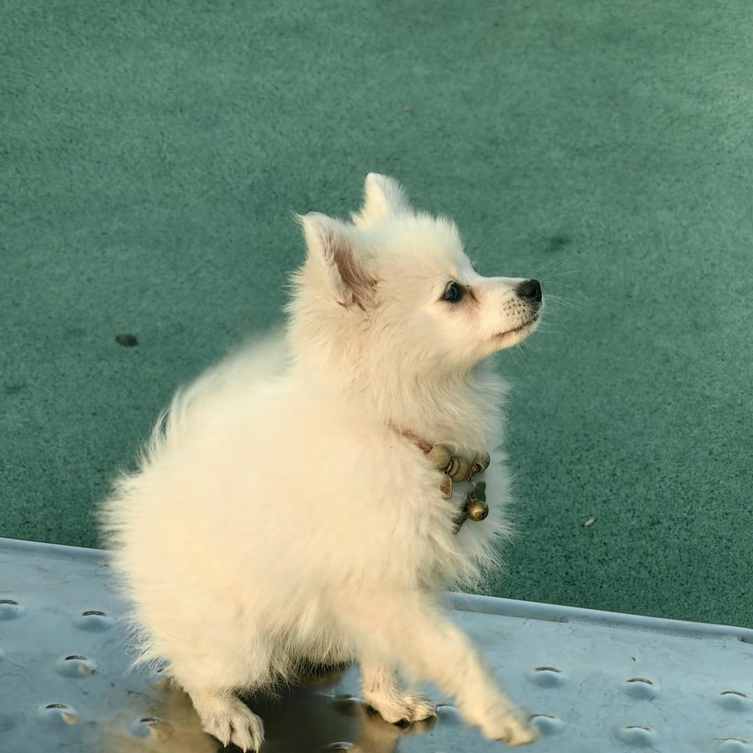 雪球