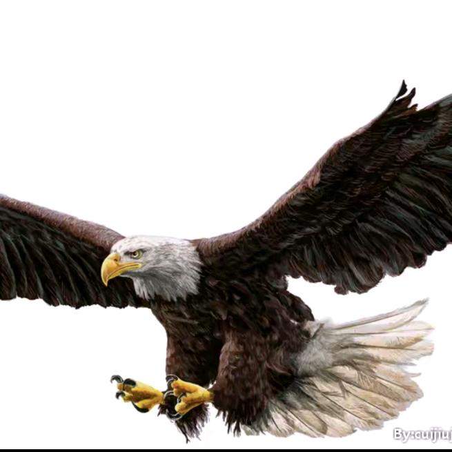 和平🕊️🕊️🕊️