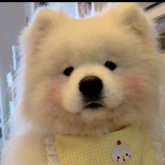 哈喽头像