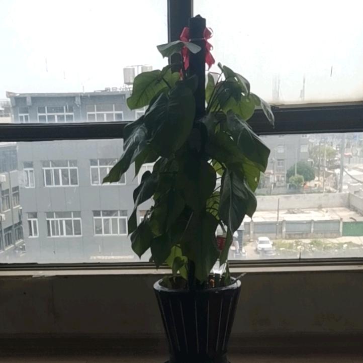 小木哥