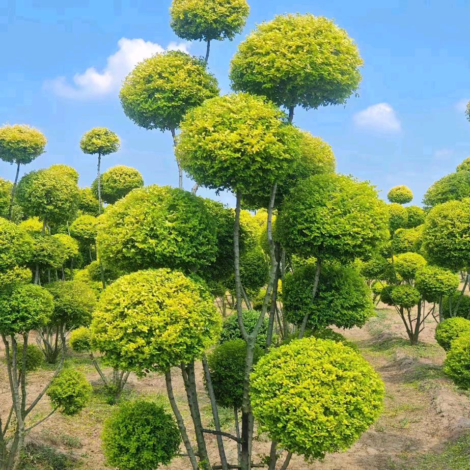 范师傅园林设计工作室