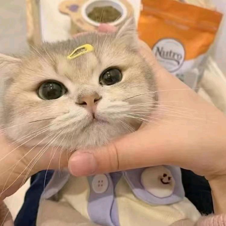星星再天上。下句是头像