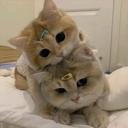 ღ尐⃨懒໊猪໌ᮨ້🐾᭄࿐