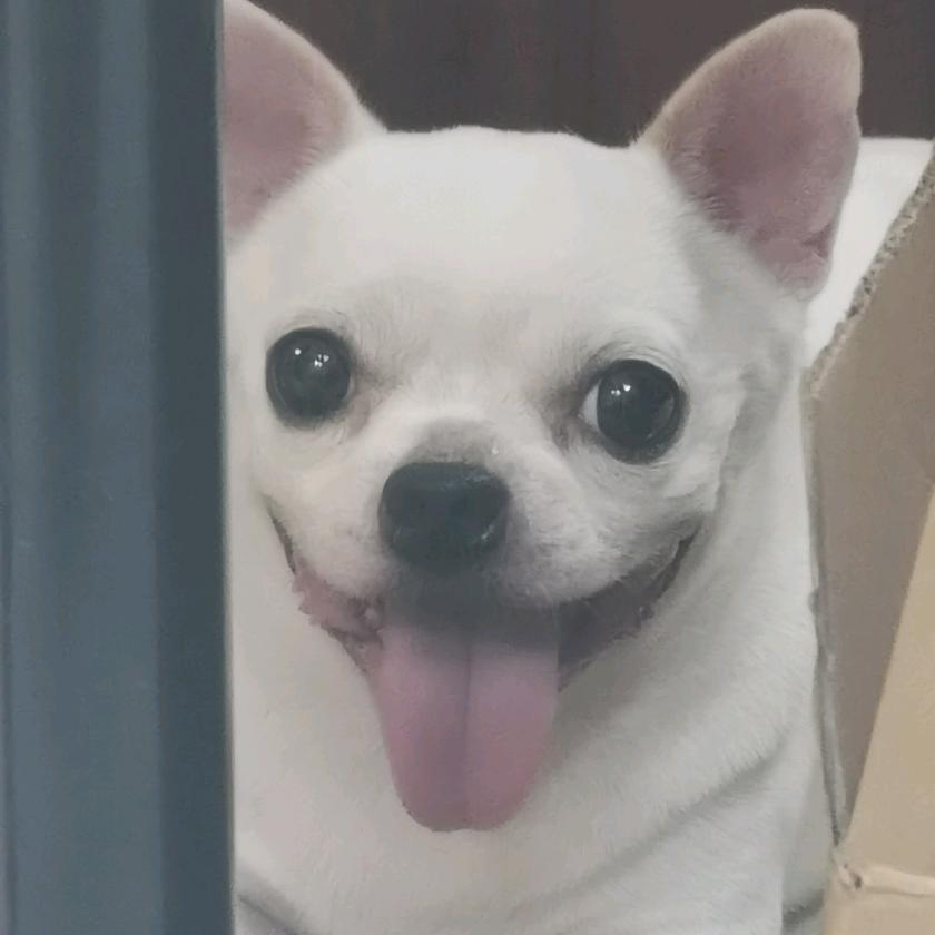 海哥海哥大江大海