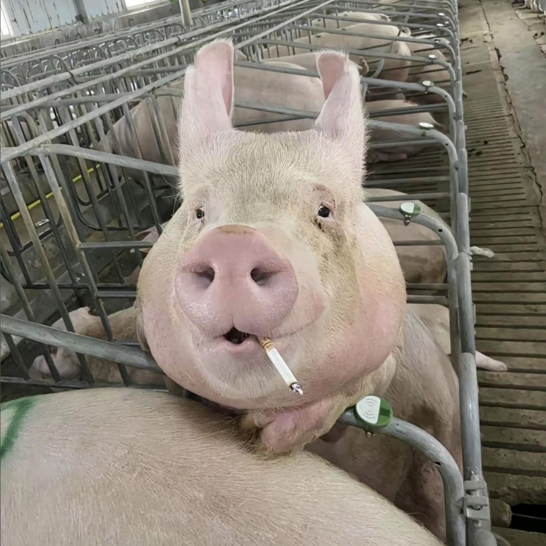 养猪佬的快乐生活