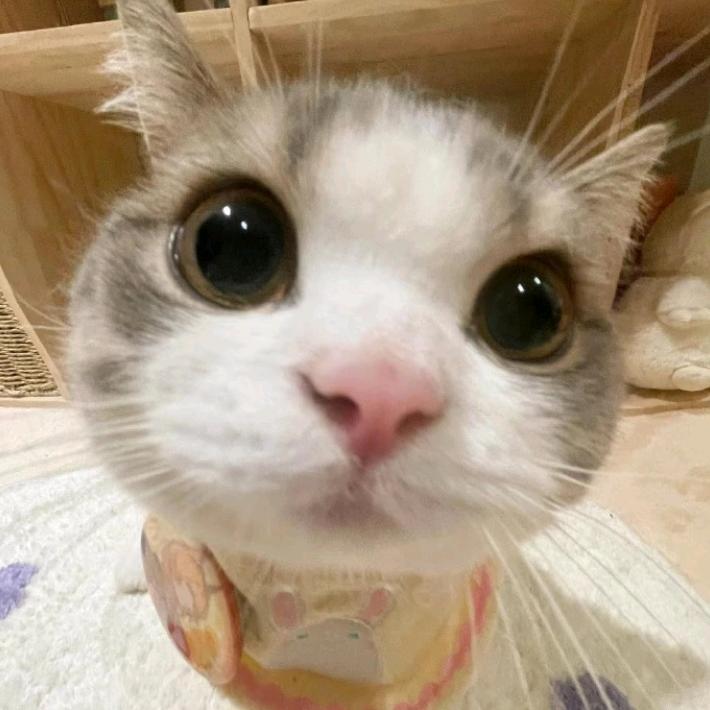 纯纯酱