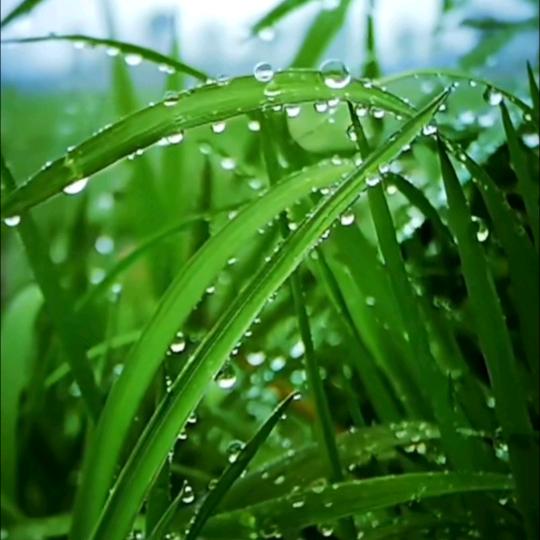 草果