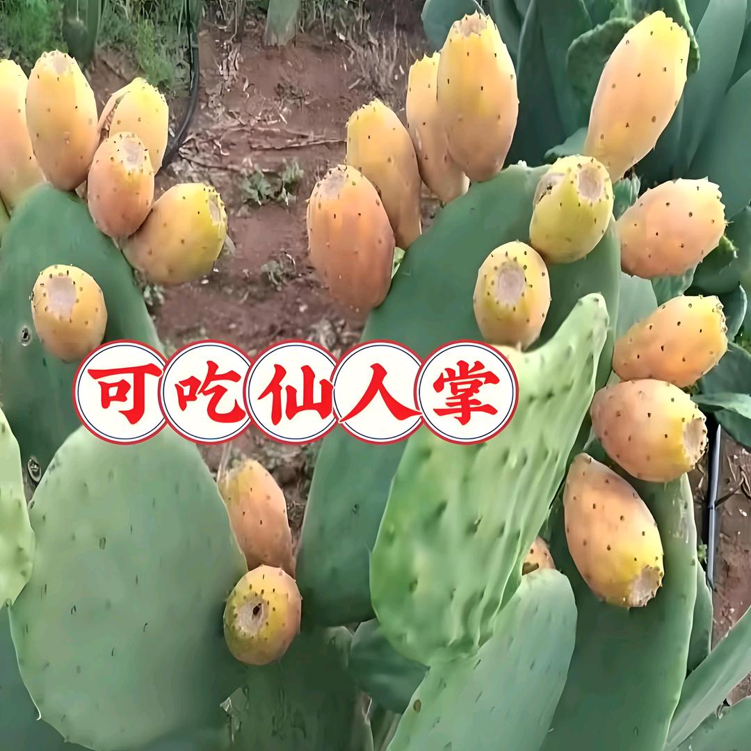 龙陵县囡囡花卉店