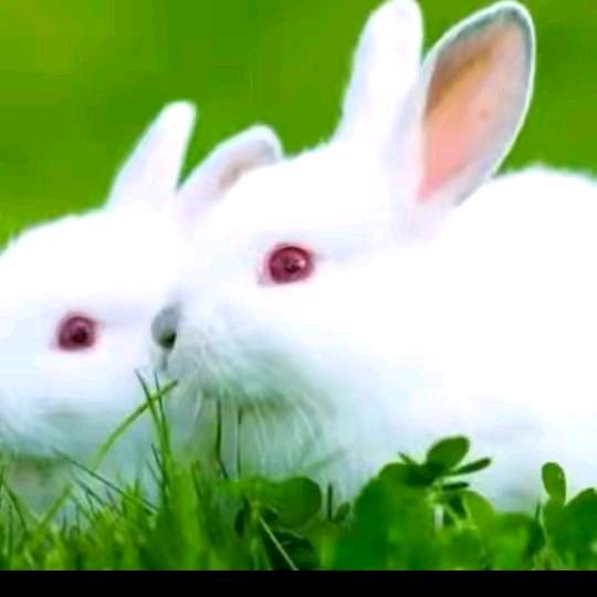 怕冷却爱上了雪