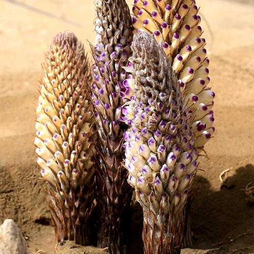 西部丰禾农业产品严选