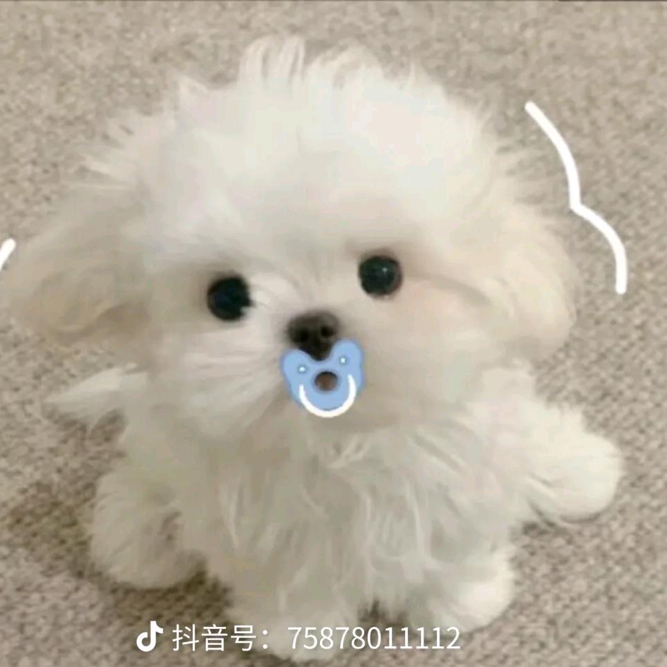 开心的小白  .ʚʕ̯•͡˔•̯᷅ʔɞ