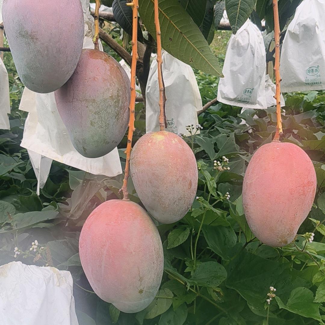 芒果供应商