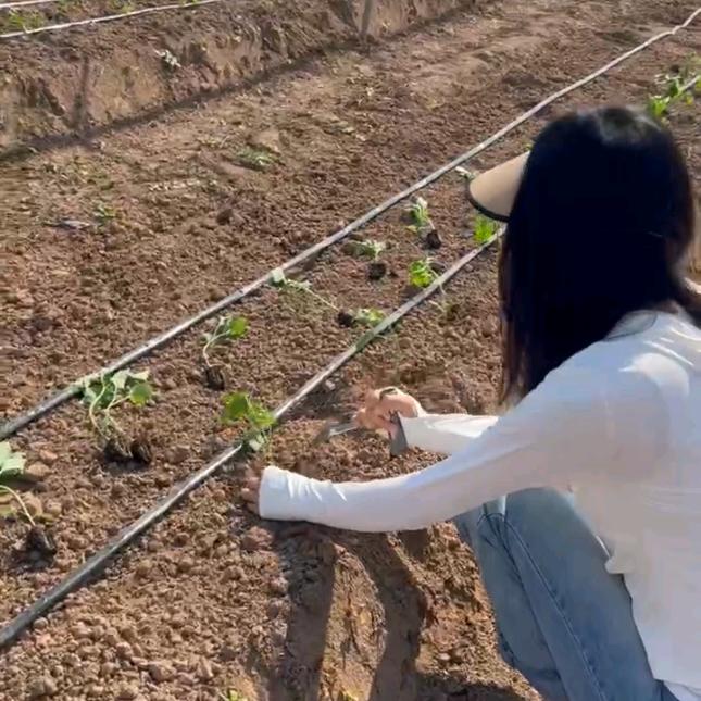 园大头辣椒增产