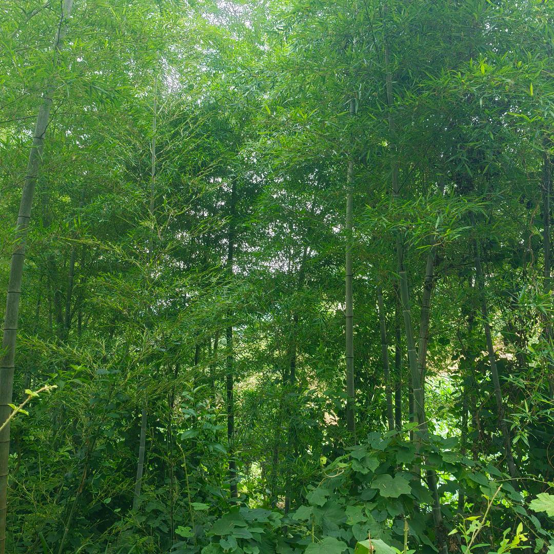 🚬烟酒🍺疗伤